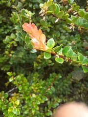 Disterigma alaternoides