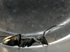 Polyrhachis erato