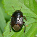 Escarabajos Excavadores - Photo (c) Margarita Lankford, algunos derechos reservados (CC BY-NC), subido por Margarita Lankford
