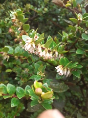 Disterigma alaternoides