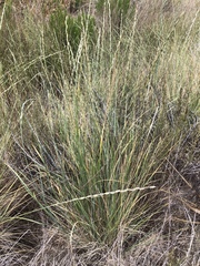 Thinopyrum intermedium intermedium