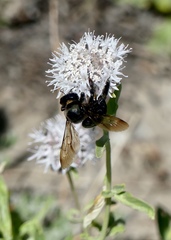 Xylocopa californica californica