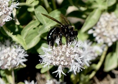 Xylocopa californica californica