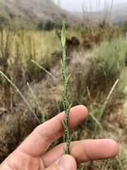 Thinopyrum intermedium intermedium