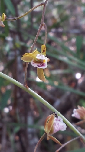 Eulophia beravensis image