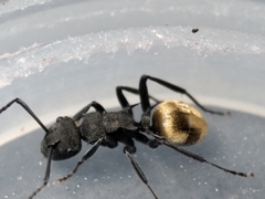Polyrhachis erato