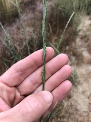 Thinopyrum intermedium intermedium