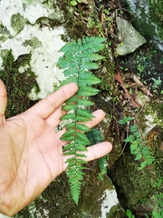 Myriopteris alabamensis