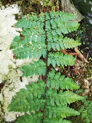 Myriopteris alabamensis