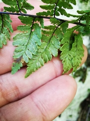 Myriopteris alabamensis