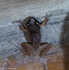 Eleutherodactylus johnstonei