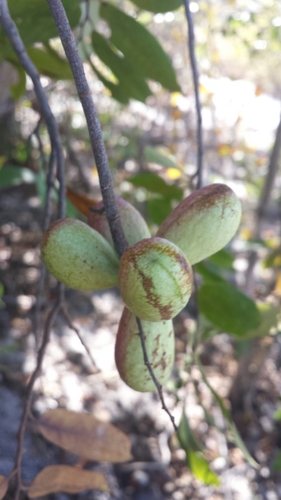 Xylopia ambanjensis
