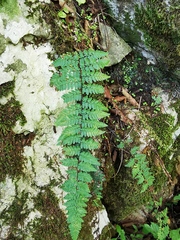 Myriopteris alabamensis