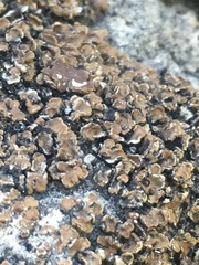 Acarospora glaucocarpa