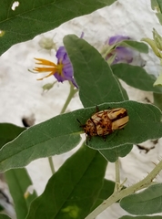 Leptinotarsa defecta