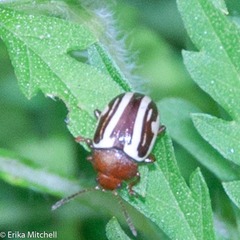 Calligrapha bidenticola