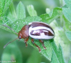 Calligrapha bidenticola