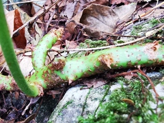 Polypodium plesiosorum