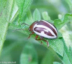 Calligrapha bidenticola