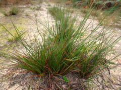 Lomandra juncea