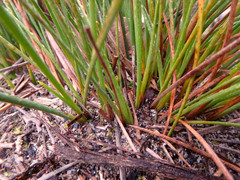 Lomandra juncea
