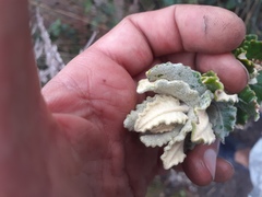 Scrobicaria ilicifolia