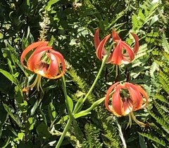 Lilium pyrophilum