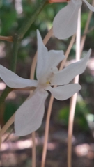 Aerangis mooreana