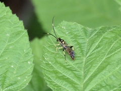 Cratichneumon paratus