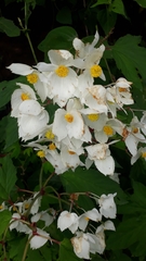 Begonia biserrata