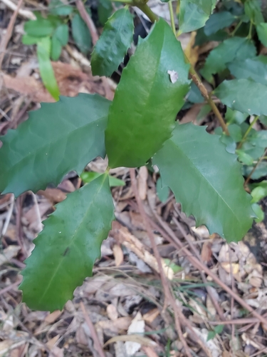 Doryphora sassafras (Doryphora sassafras)