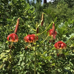 Lilium pyrophilum