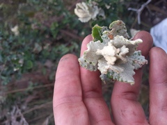 Scrobicaria ilicifolia