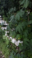 Begonia biserrata