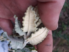 Scrobicaria ilicifolia