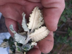 Scrobicaria ilicifolia