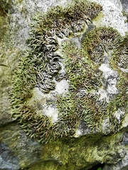 Speerschneidera euploca