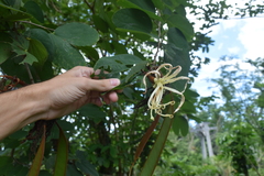 Bauhinia multinervia