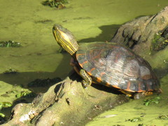 Trachemys dorbigni