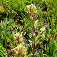 Castilleja parviflora albida