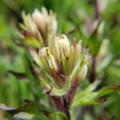 Castilleja parviflora albida