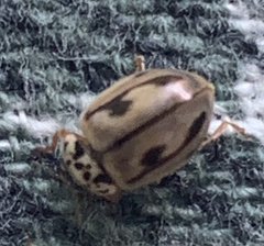 Mulsantina hudsonica