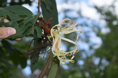 Bauhinia multinervia