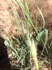 Bromus carinatus