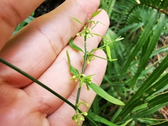 Orthosia kunthii