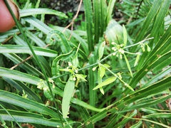 Orthosia kunthii