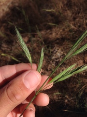 Bromus carinatus