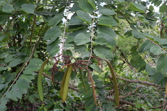 Bauhinia multinervia