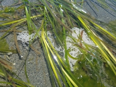 Dendronotus iris