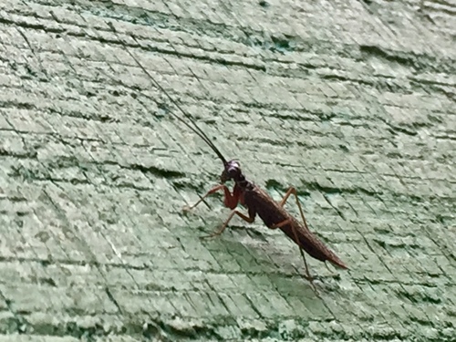 Mantoididae image
